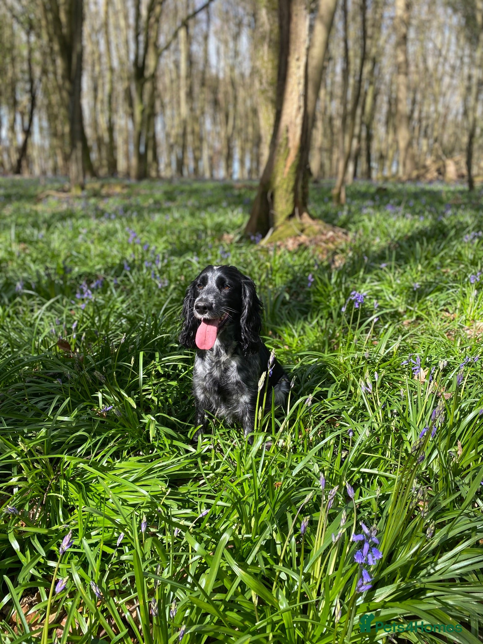 Cocker Spaniel dogs 6yr cocker spaniel girl  - Advert 1
