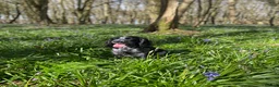 Cocker Spaniel dogs for sale: 6yr cocker spaniel girl  - Advert 1
