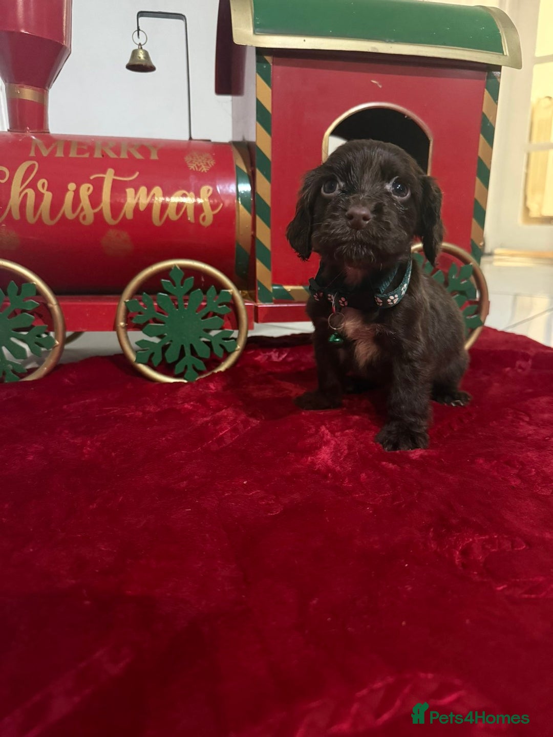 Cocker Spaniel dogs for sale: Working Cocker Spaniel Puppies - Advert 5