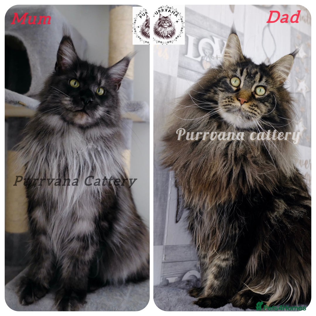 Maine Coon cats for sale: TICA registration Adorable Maine coon kittens - Advert 11