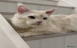 Maine Coon cats for sale: Maine Coon Big Boy Zeus looking for loving family - Image 2