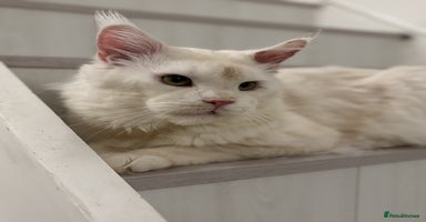 Maine Coon cats - Advert 5