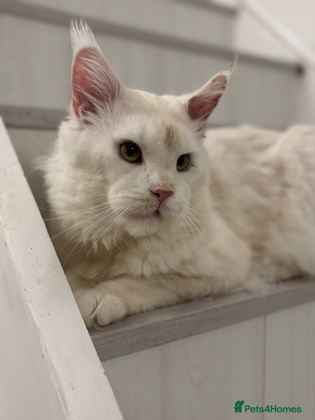 Maine Coon cats for sale: Maine Coon Big Boy Zeus looking for loving family - Image 2