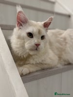 Maine Coon cats - Advert 5