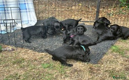 Cocker Spaniel dogs for sale: Cocker Spaniel Puppies looking for the best homes - Image 8