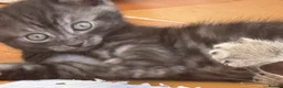 Mixed Breed cats for sale: Kitten for sale - Advert 2