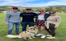 Golden Retriever dogs for stud: 5th Generation KC Registered TOO GOOD TO MISS STUD - Image 14