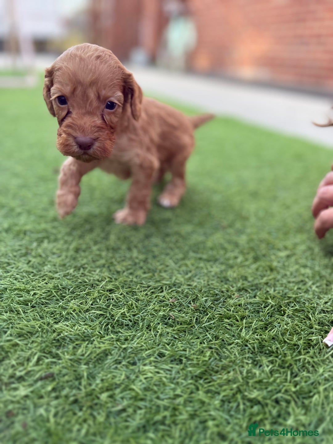 Cockapoo dogs for sale: Cockerpoo puppies - Image 22