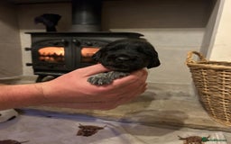 Mixed Breed dogs for sale: German wirehaired pointer x German wirehaired/Lab - Image 11