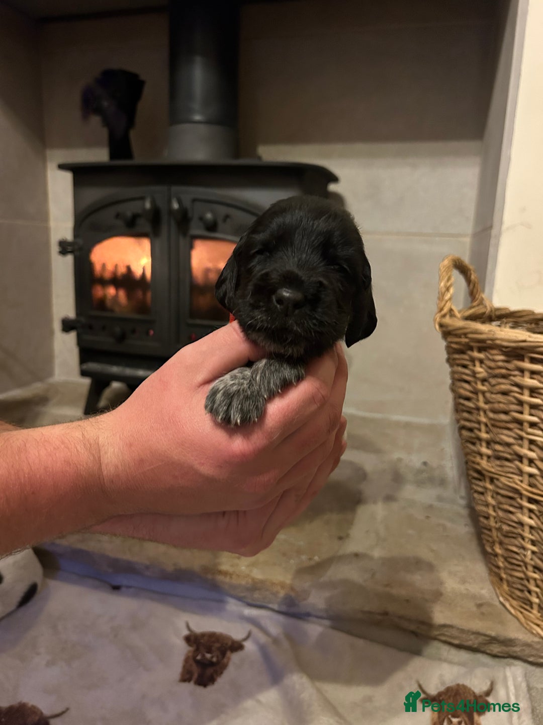 Mixed Breed dogs for sale: German wirehaired pointer x German wirehaired/Lab - Image 11
