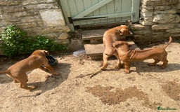 Rhodesian Ridgeback dogs for sale: LADYLIUWA KC REG. LITTER: LAST TWO PUPS FOR SALE in Grantham - Image 20
