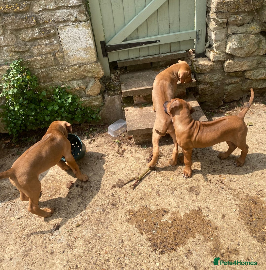 Rhodesian Ridgeback dogs for sale: LADYLIUWA KC REG. LITTER: LAST TWO PUPS FOR SALE in Grantham - Image 20