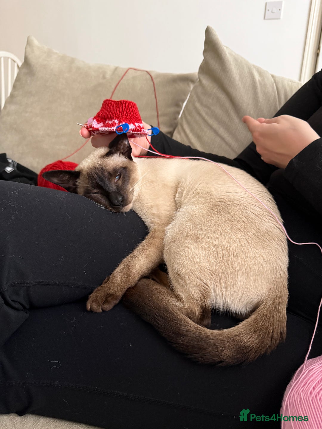 Siamese cats for sale: Male Siamese looking for a new home - Advert 3