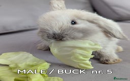 Mini Lop rabbits for sale: CUTE MINI-LOPS - Image 13