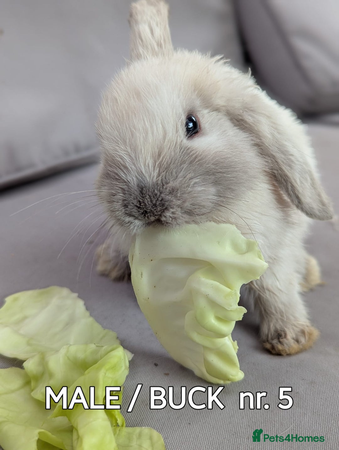 Mini Lop rabbits for sale: CUTE MINI-LOPS - Image 13