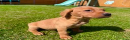 Labrador Retriever dogs for sale: Fox Red KC Registered Labradors 🐾🐾🐾 - Advert 12