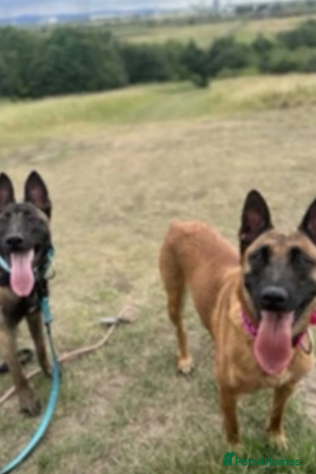 Belgian Shepherd Dog dogs for sale: 2 Belgian malinois females - Advert 6