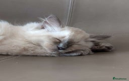 Ragdoll cats for sale: Male ragdoll kitten (4 months old) - Image 3