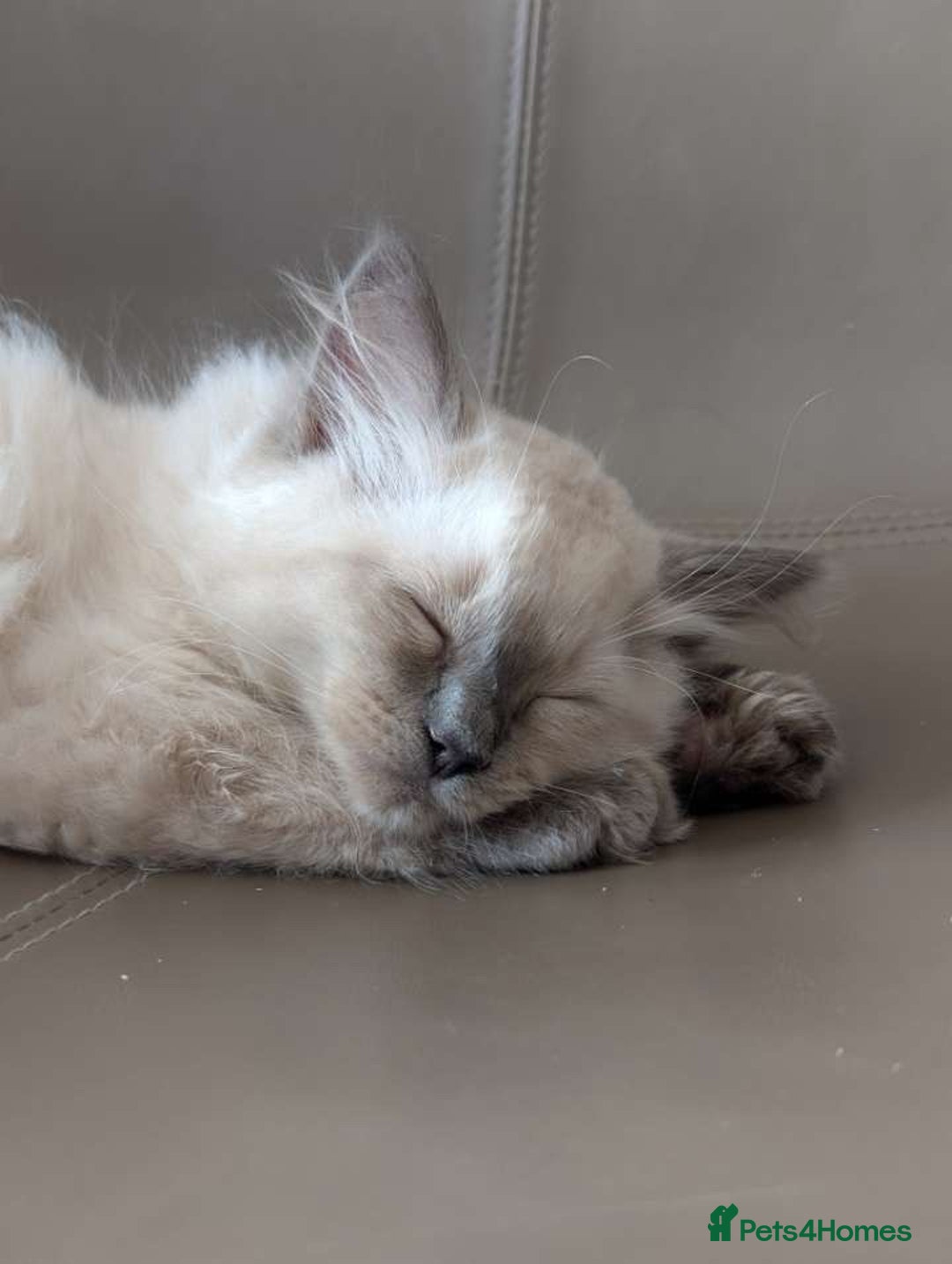 Ragdoll cats for sale: Male ragdoll kitten (4 months old) - Image 3