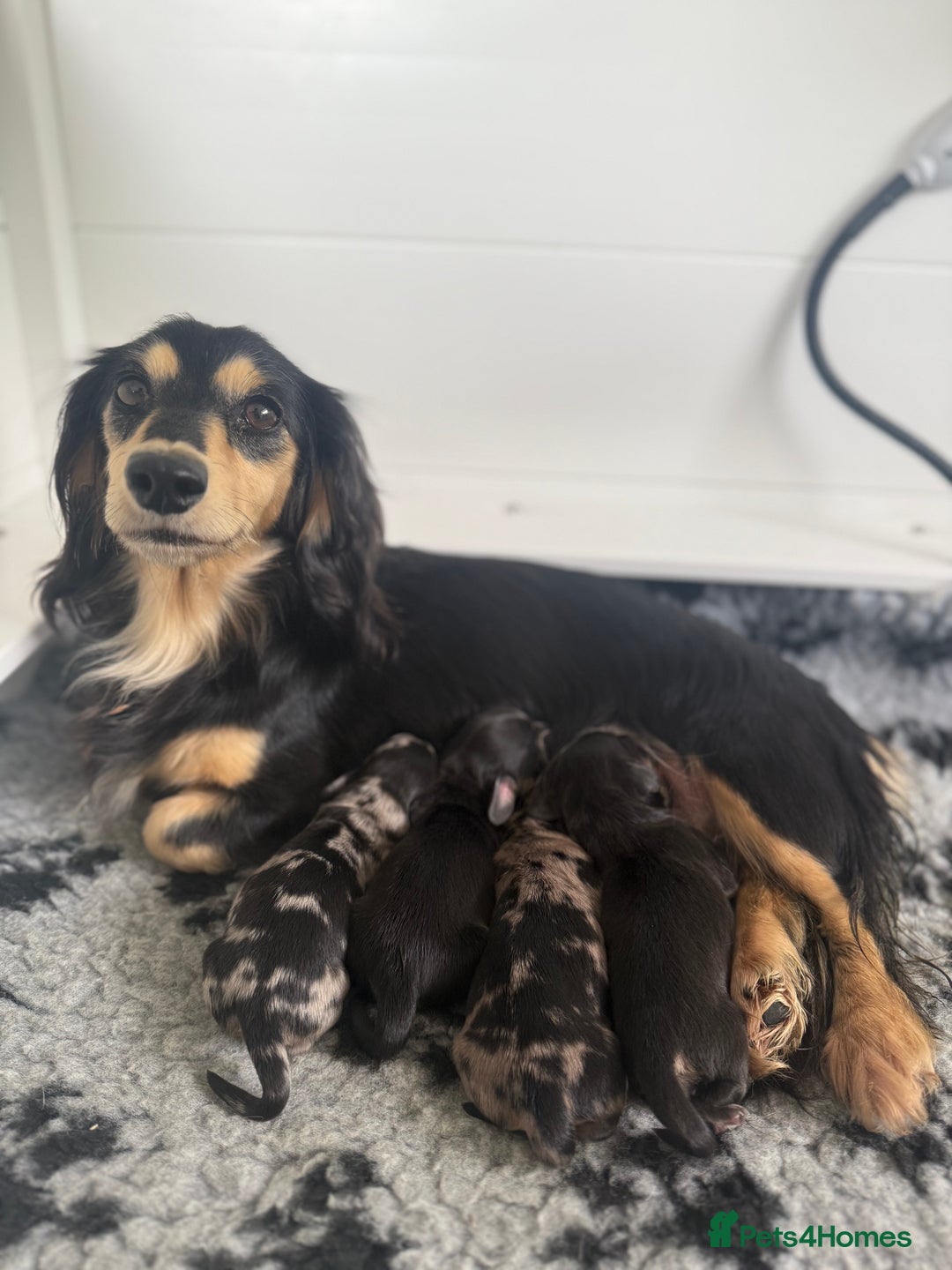 Miniature Dachshund dogs for sale: ready this weekend Minature Longhaired Dachshunds - Image 4