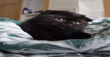 Scottish Fold cats - Advert 10
