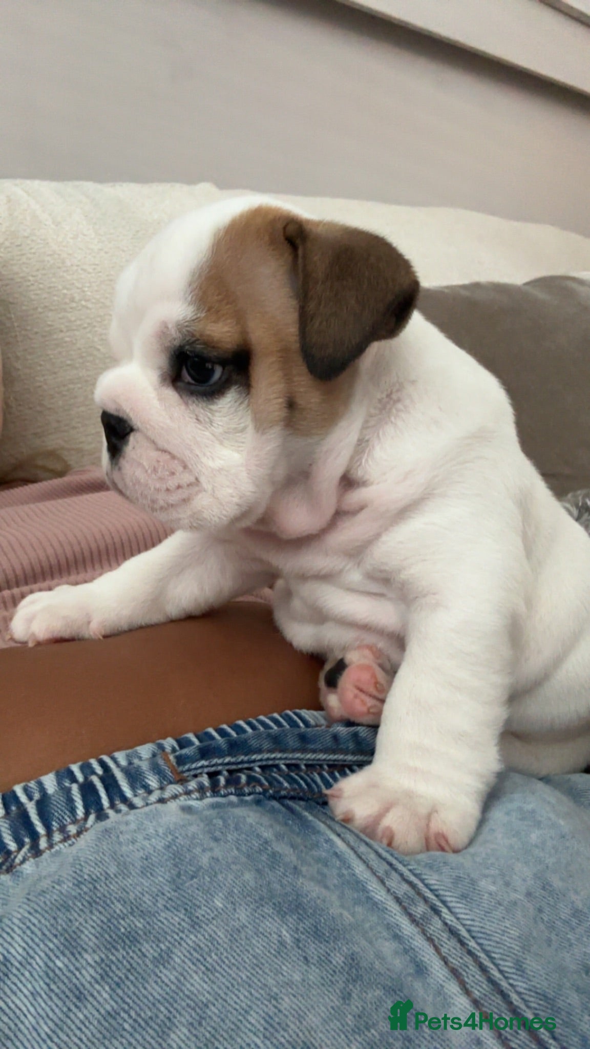 English Bulldog dogs Chunky English Bulldog Boys  - Advert 4
