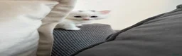 Turkish Angora cats for sale: 4 white fluffy Turkish angora Females - Advert 13