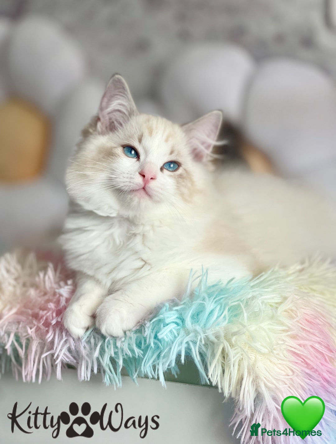 Ragdoll cats for sale: 🐾🩷*TICA REG* LYNX TABBY EU RAGDOLL KITTENS🩵🐾 - Image 7