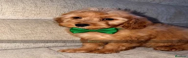 Toy Poodle 1