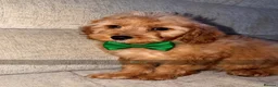 Toy Poodle dogs for sale: Toy poodle pups  - Advert 7