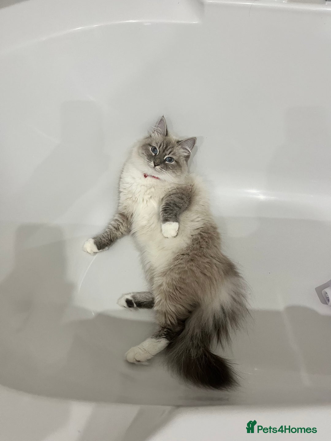 Siberian cats for sale: Pure Neva Masquerade Siberian - Image 4