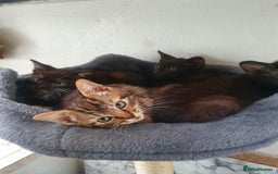 Russian Blue cats for sale: Russian Blue and Tabby hybrids. - Image 1