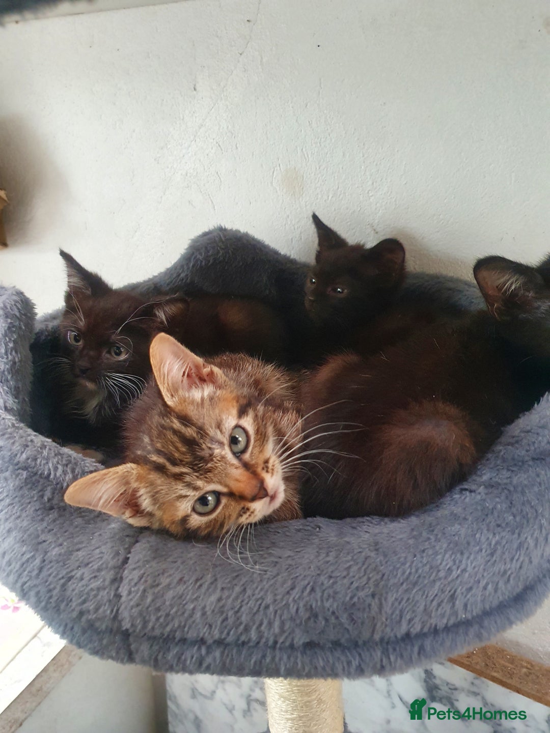 Russian Blue cats for sale: Russian Blue and Tabby hybrids. - Image 1