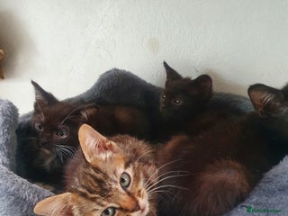 Russian Blue cats - Advert 26