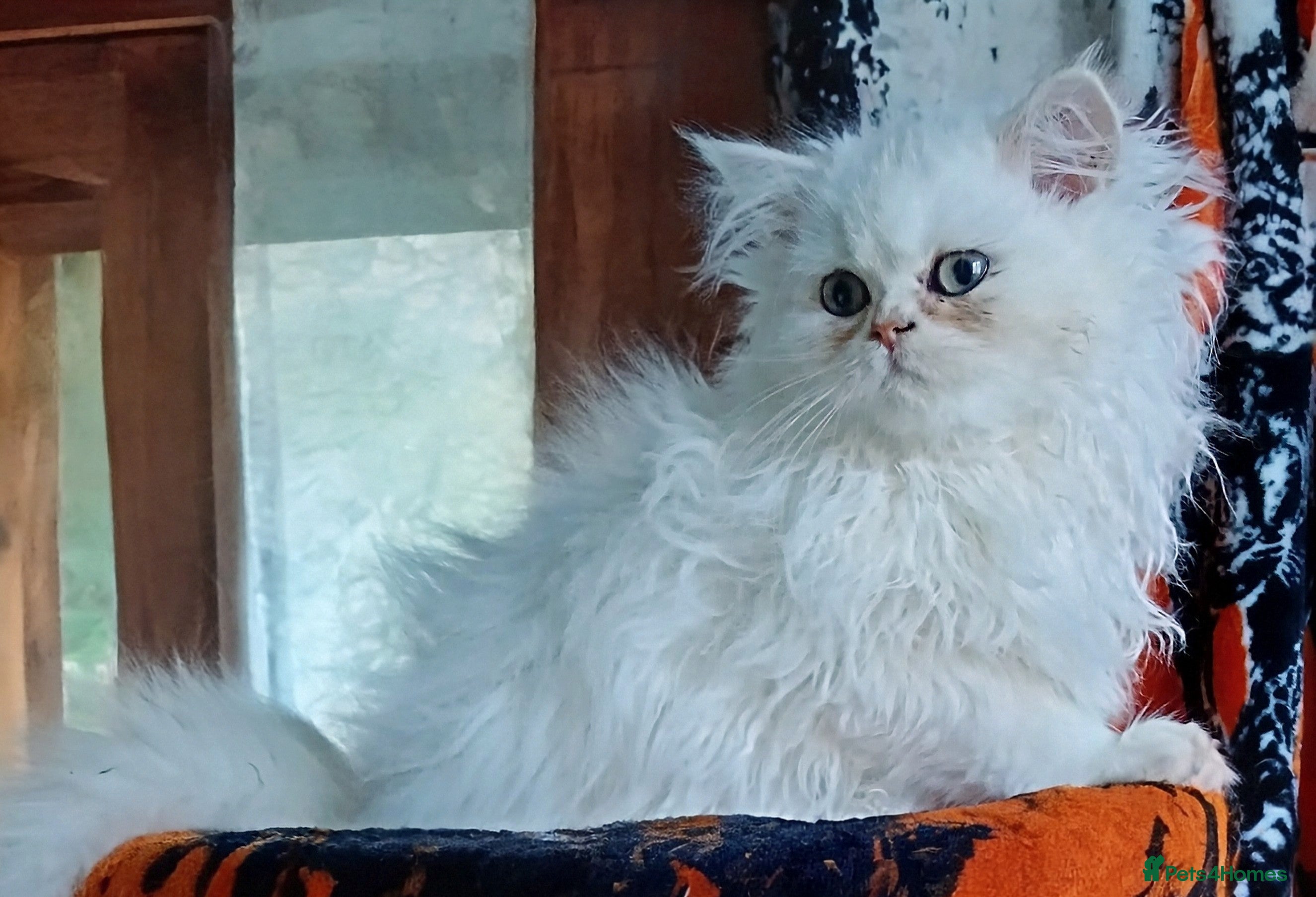 Persian cats 🍁White tipped Persian kittens ready now - Advert 1