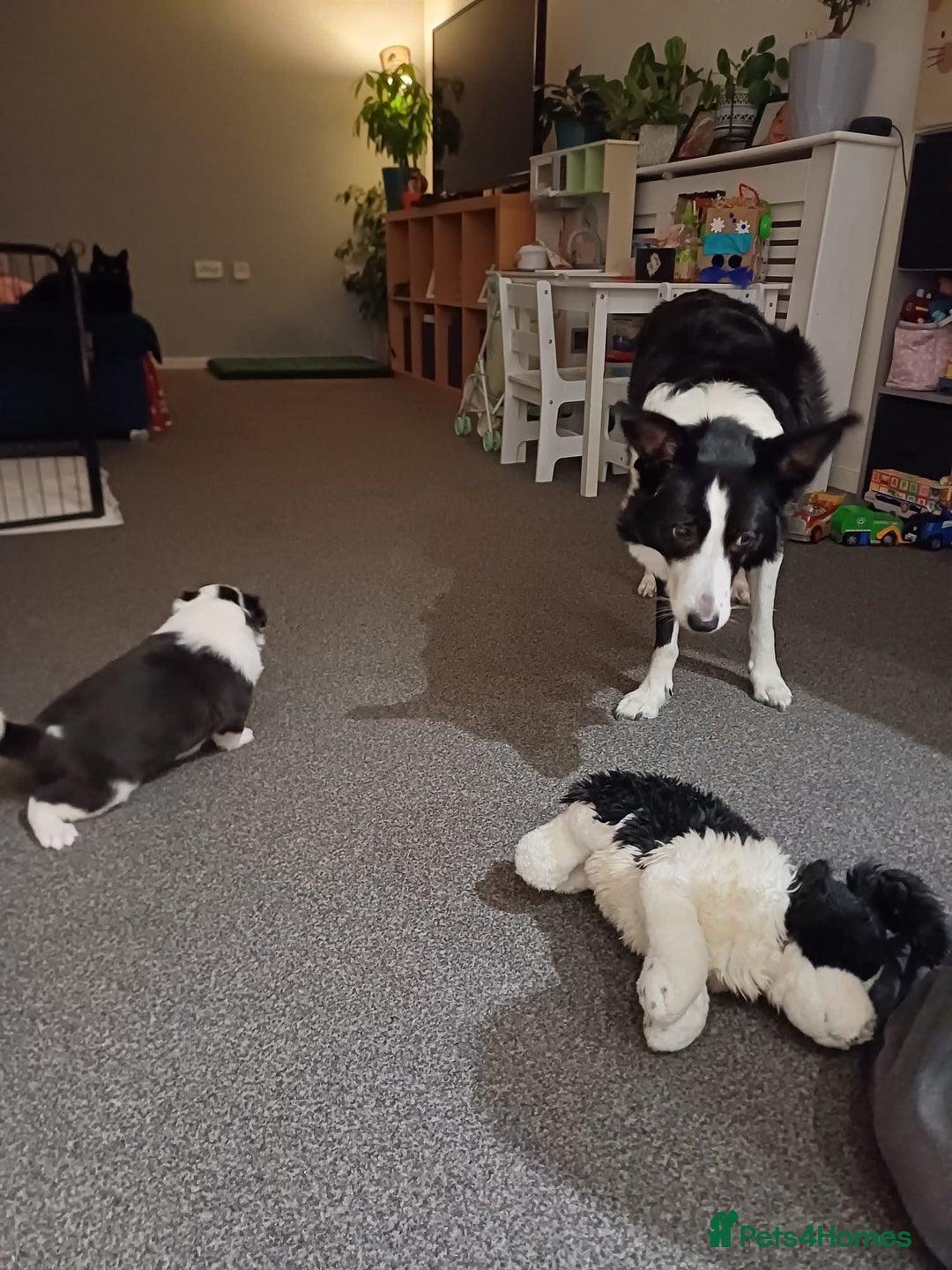 Border Collie dogs for sale: Border collie boy - Advert 7
