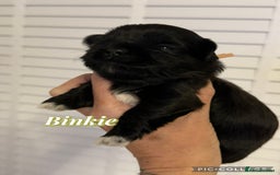 Lhasa Apso dogs for sale: Stunning kc registered Lhasa apso pups - Image 14