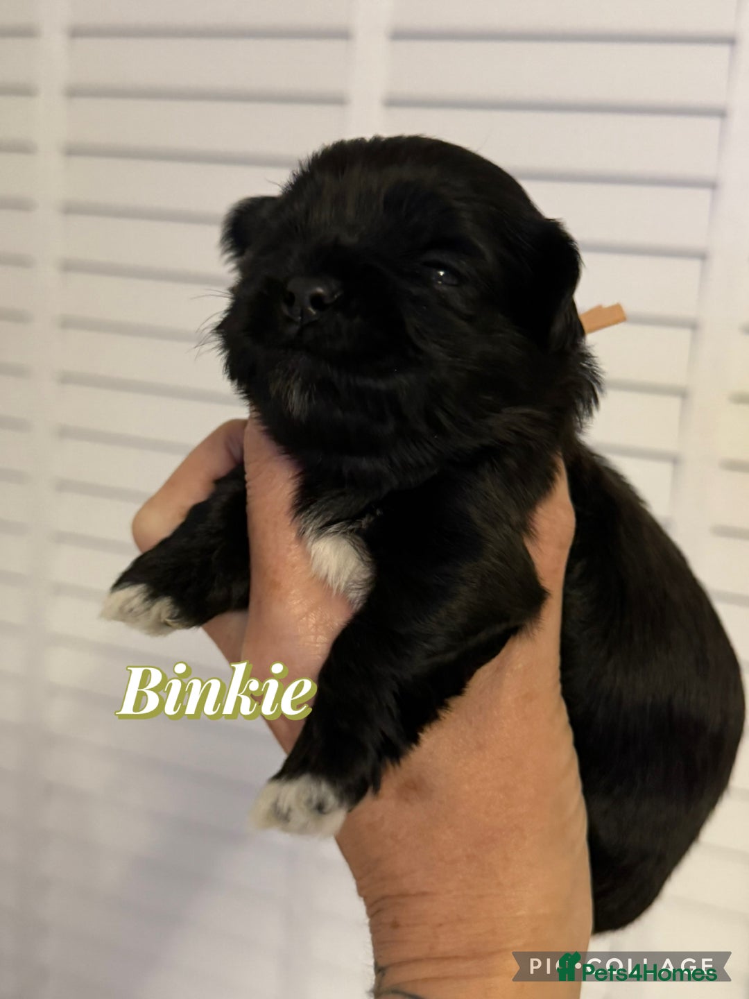 Lhasa Apso dogs for sale: Stunning kc registered Lhasa apso pups - Image 14