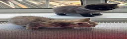 British Shorthair cats for sale: Adorable British Shorthair Kittens - Advert 19