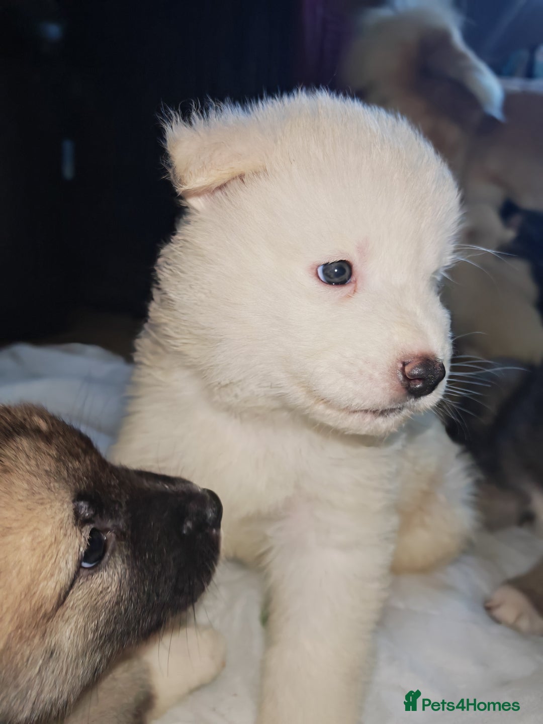 Akita dogs for sale: Akita puppys ready now  - Advert 11