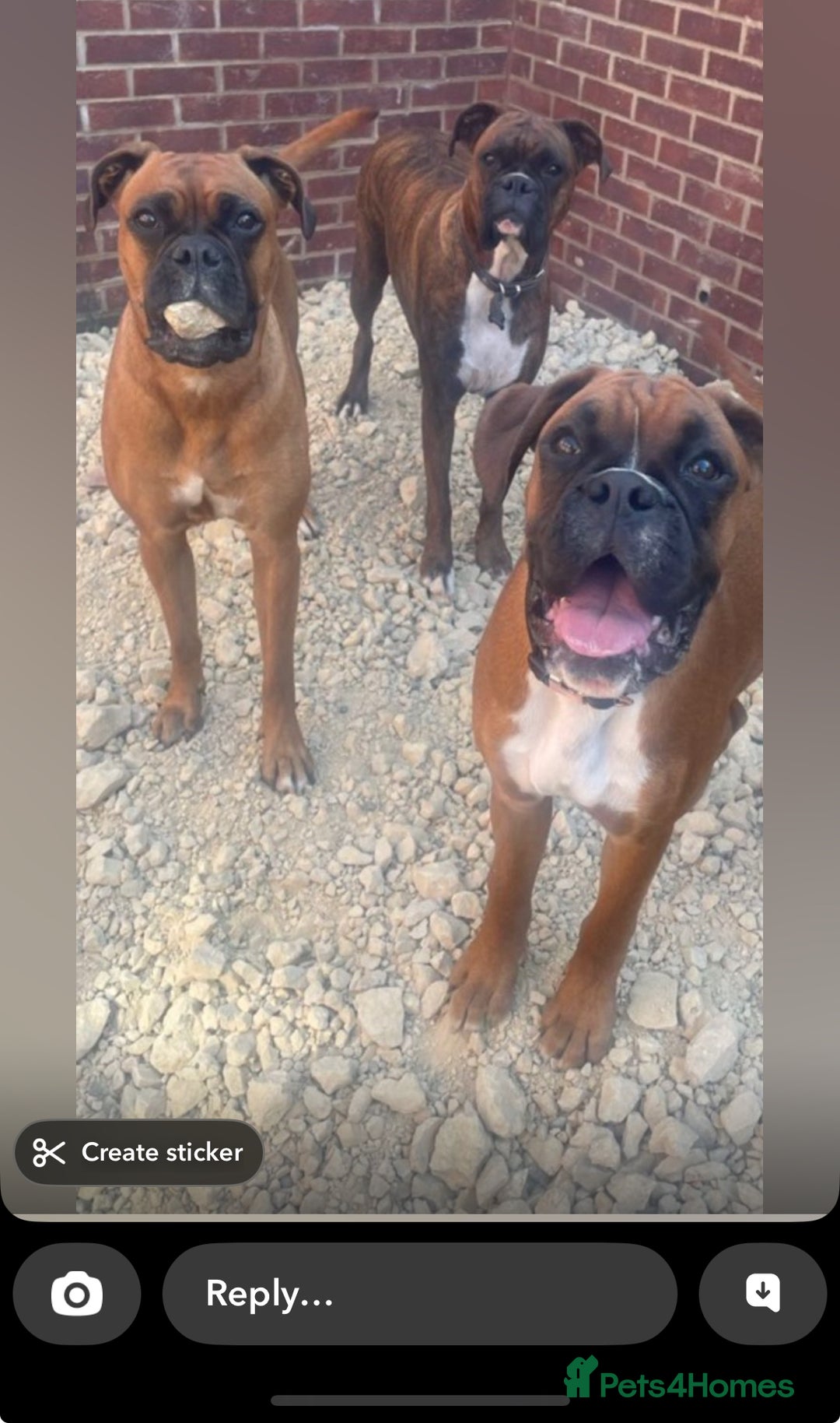 Boxer dogs for sale: Ready to leave one girl left - Advert 8