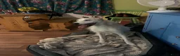 Lurcher dogs for sale: Sammy elderly lurcher  in Bristol - Advert 1