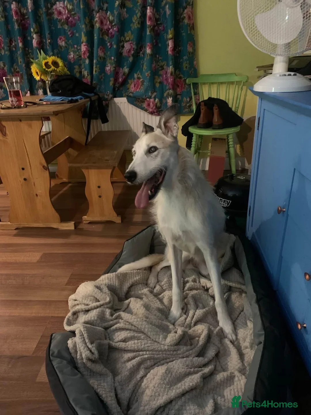 Lurcher dogs for sale: Sammy elderly lurcher  in Bristol - Advert 1