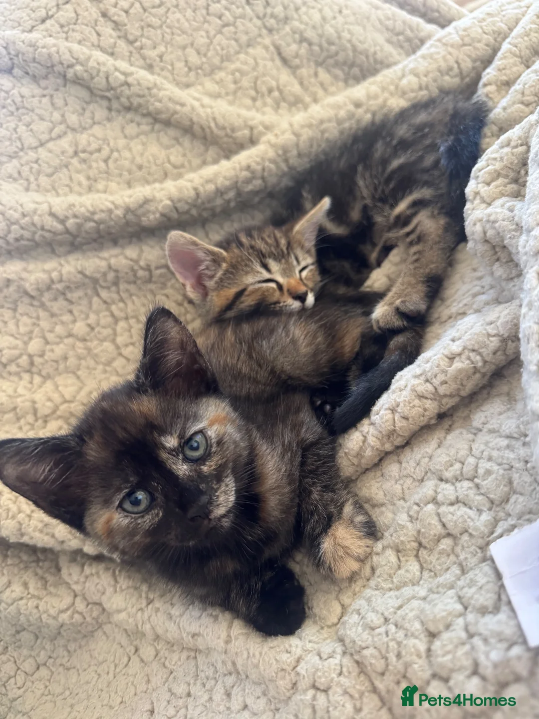 Mixed Breed cats for sale: Main coon X kittens  - Advert 2