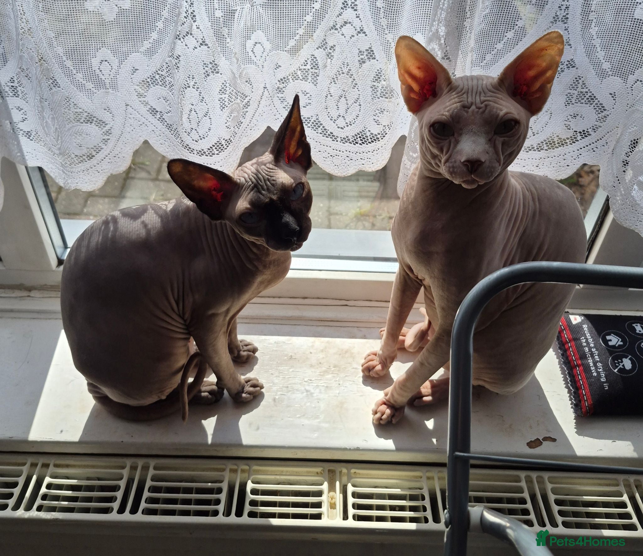 Sphynx cats Canadian sphynx kitten looking for home - Advert 10