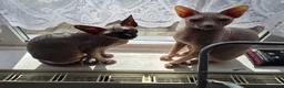 Sphynx cats for sale: Canadian sphynx kitten looking for home in Oldbury - Advert 1
