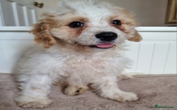 Cavapoo dogs for sale: Beautiful Blenheim cavapoo puppies - Image 3