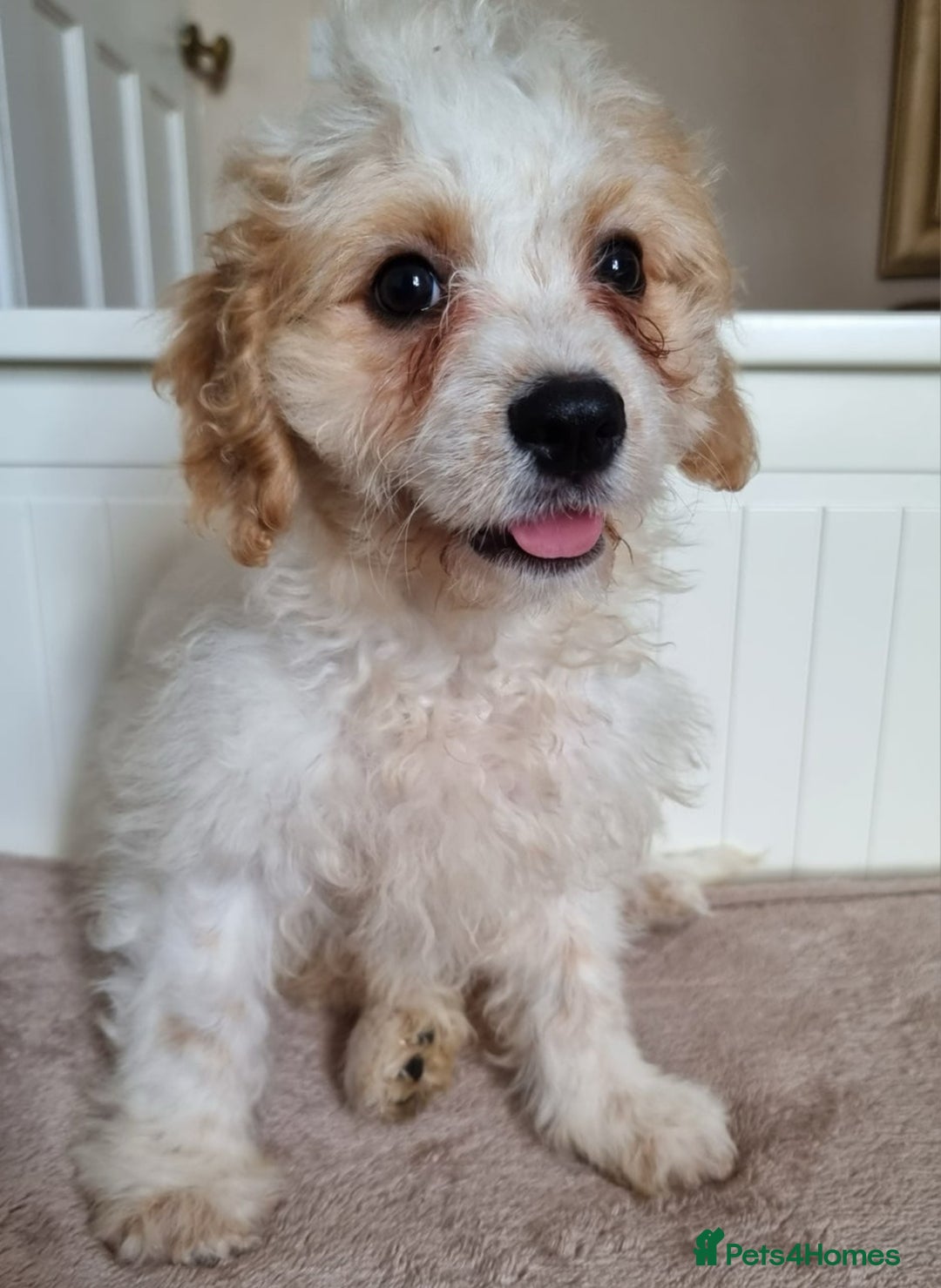 Cavapoo dogs for sale: Beautiful Blenheim cavapoo puppies - Image 3