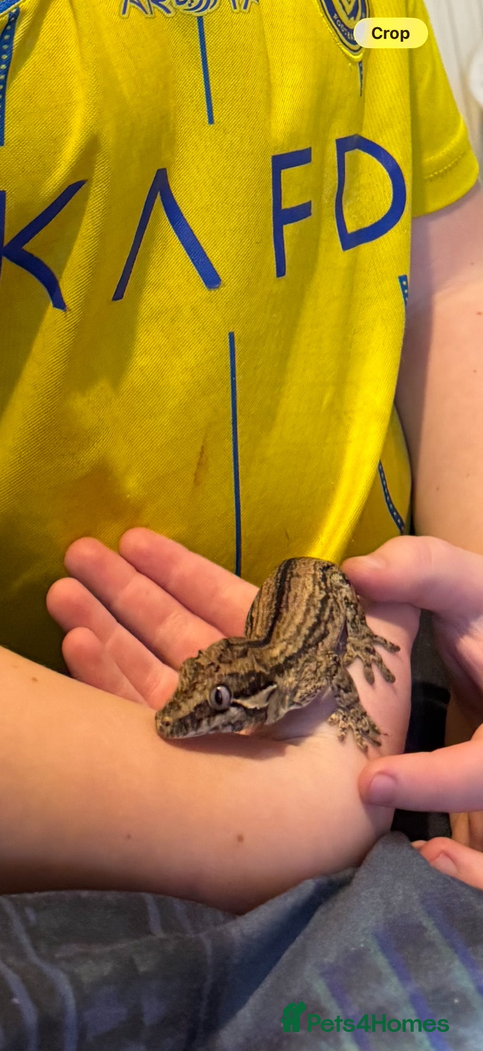 Gecko reptiles Young Gargoyle gecko  - Advert 3