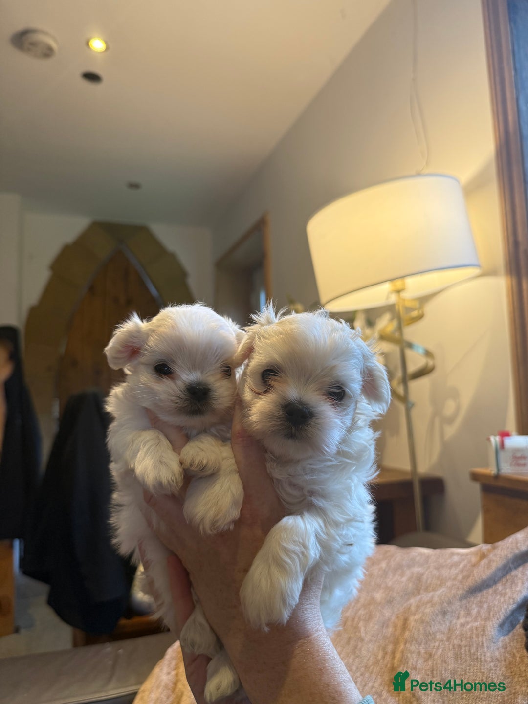 Maltese dogs for sale: Meet Your Little Heart Melters ❄️ - Advert 12